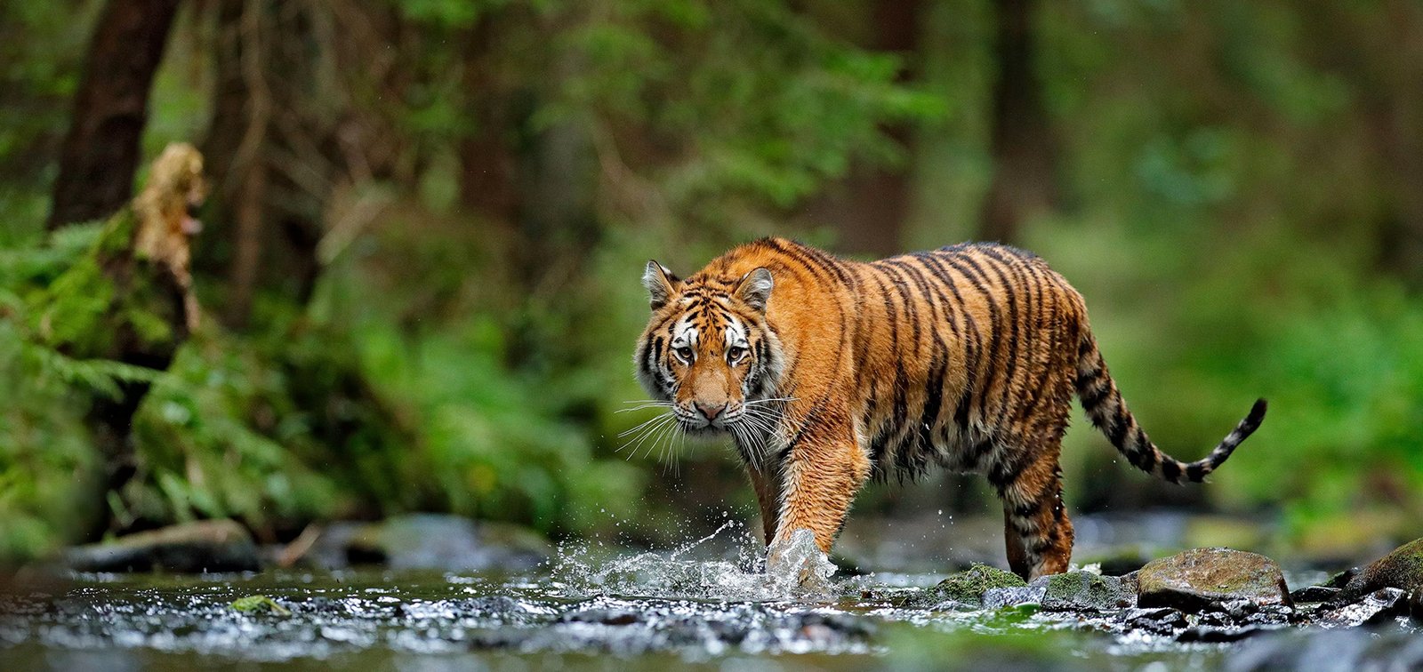 Thekkady